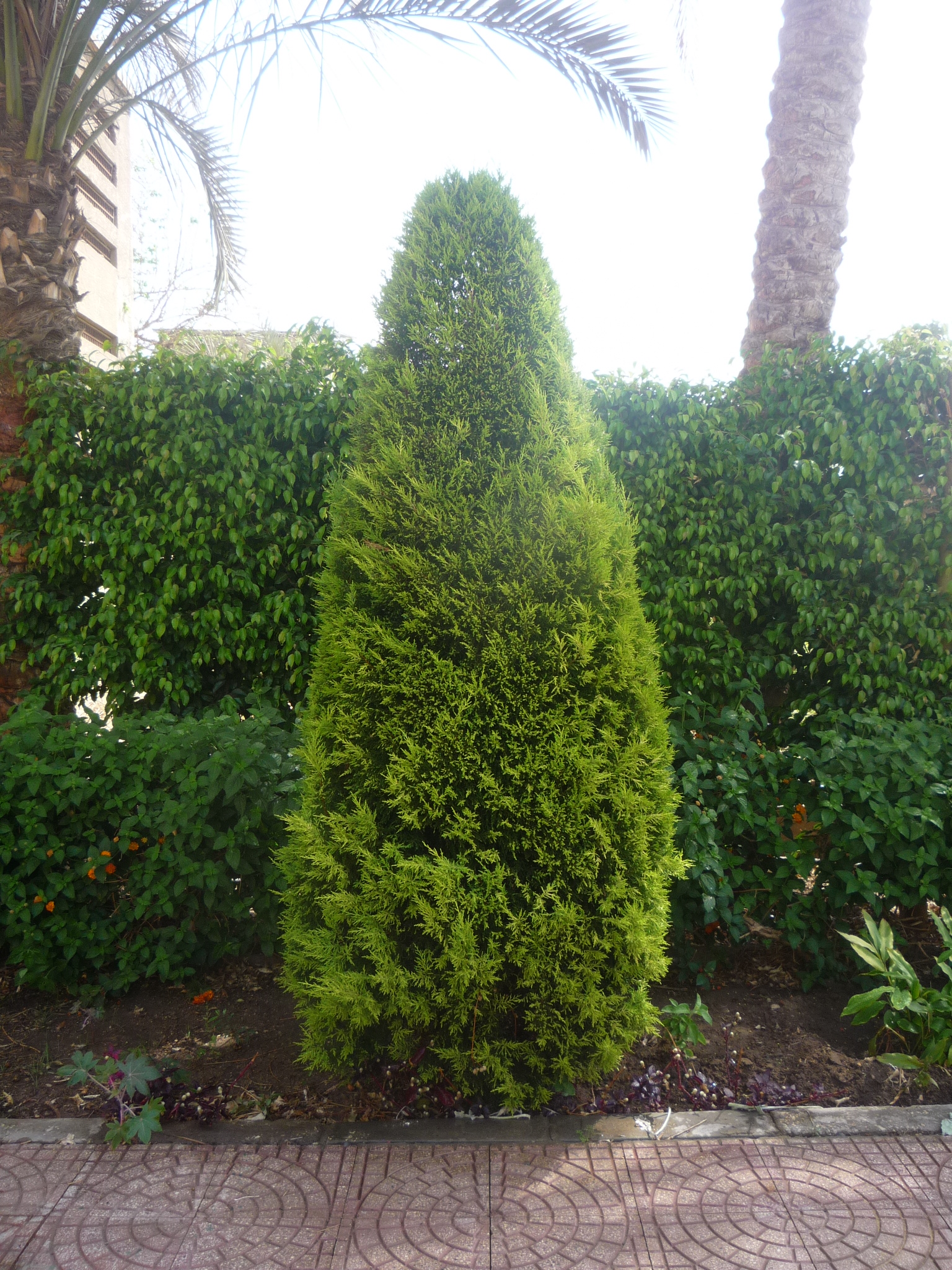 Cupressus macrocarpa