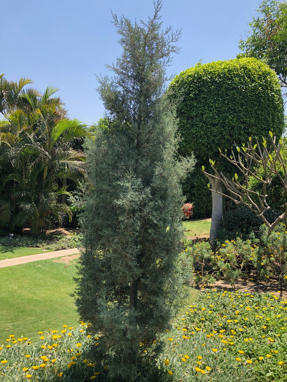 Cupressus arizonica