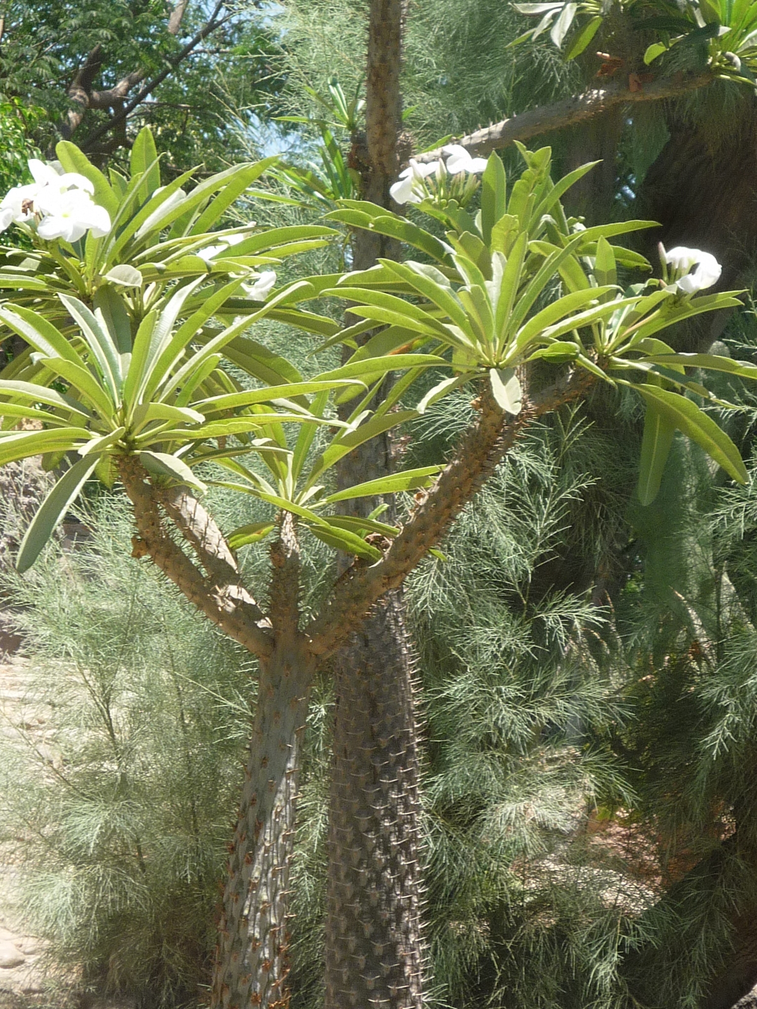 Pachypodium lamerei