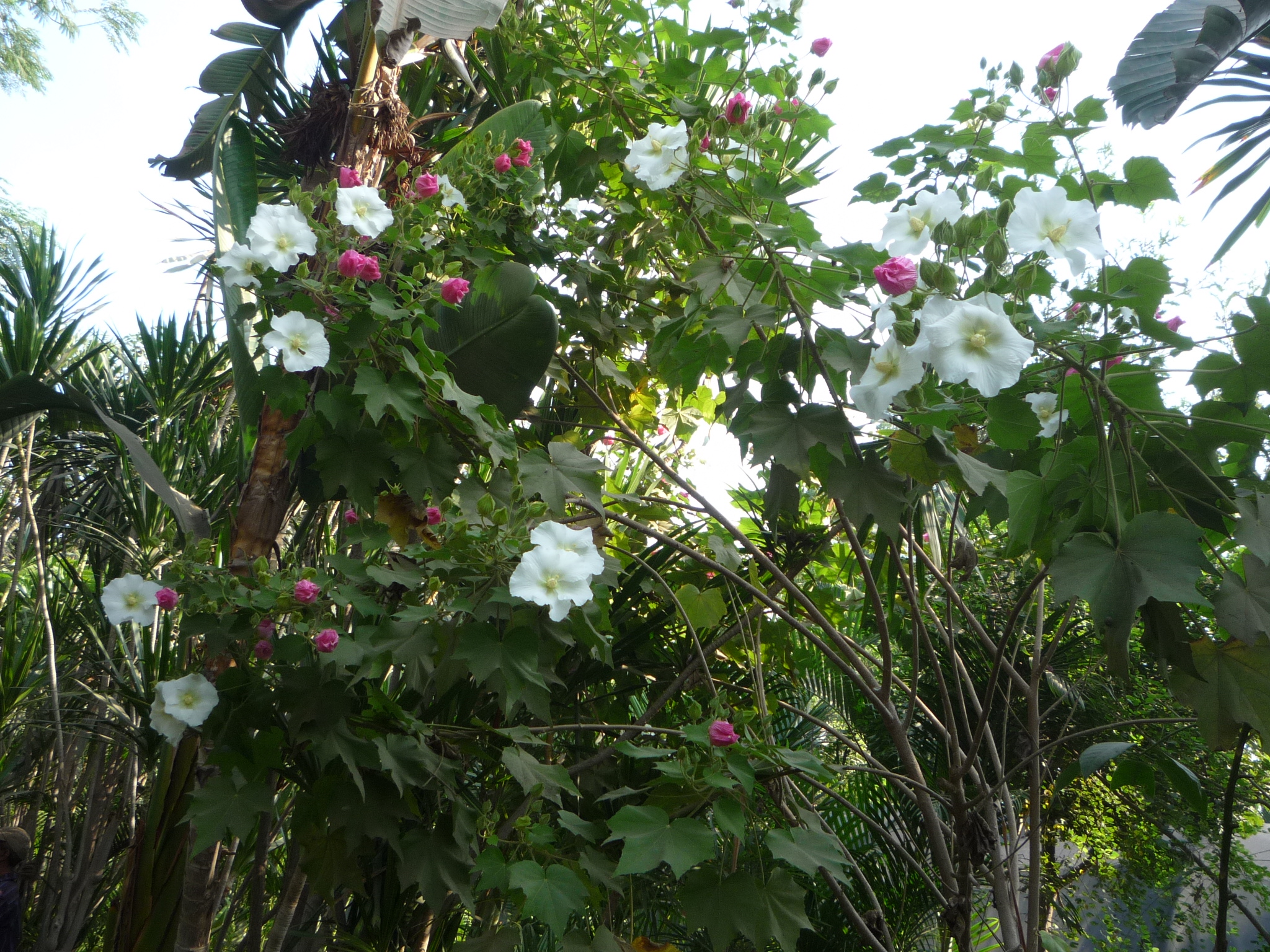 Hibiscus mutabilis