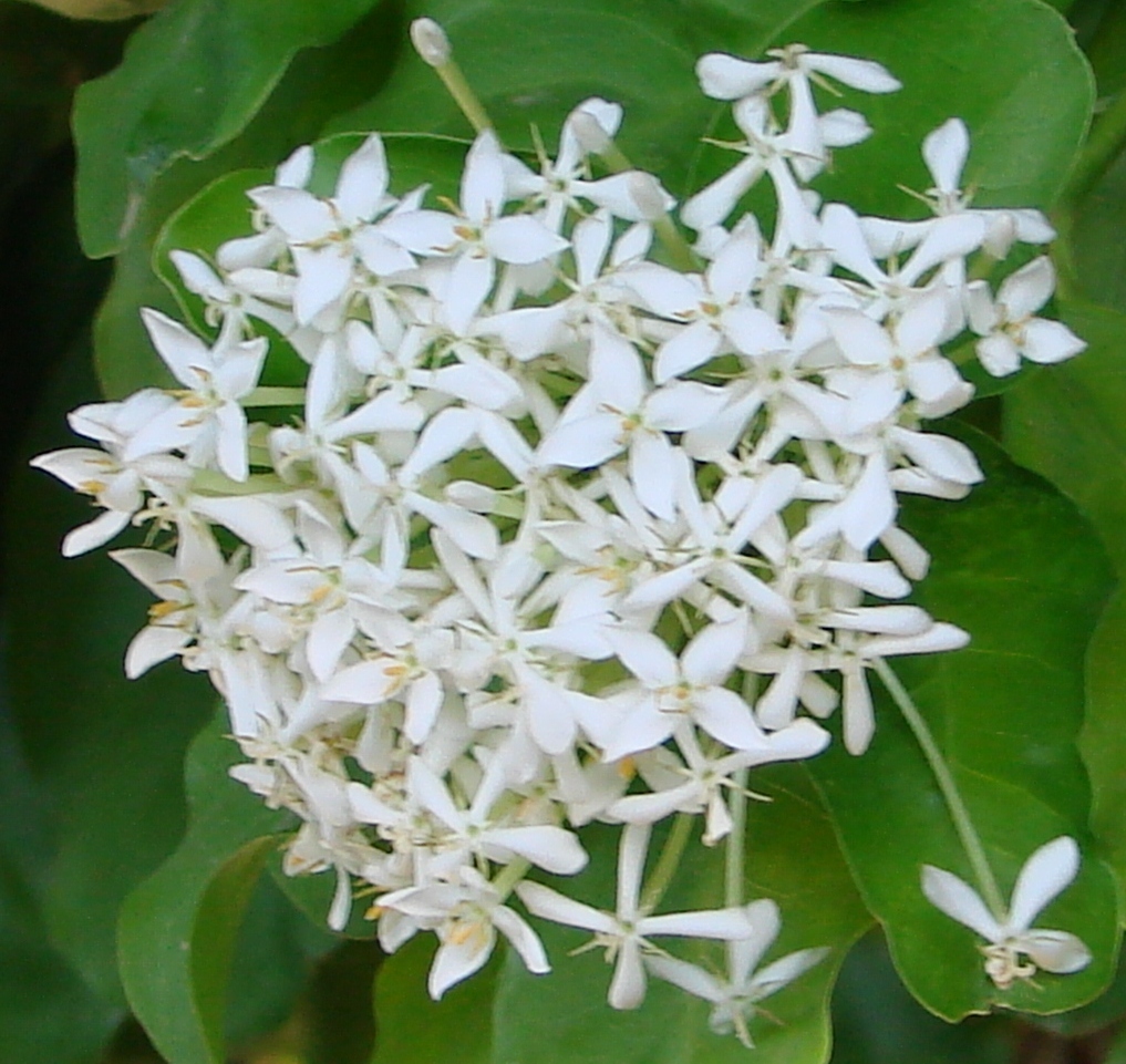 Ixora finlaysoniana