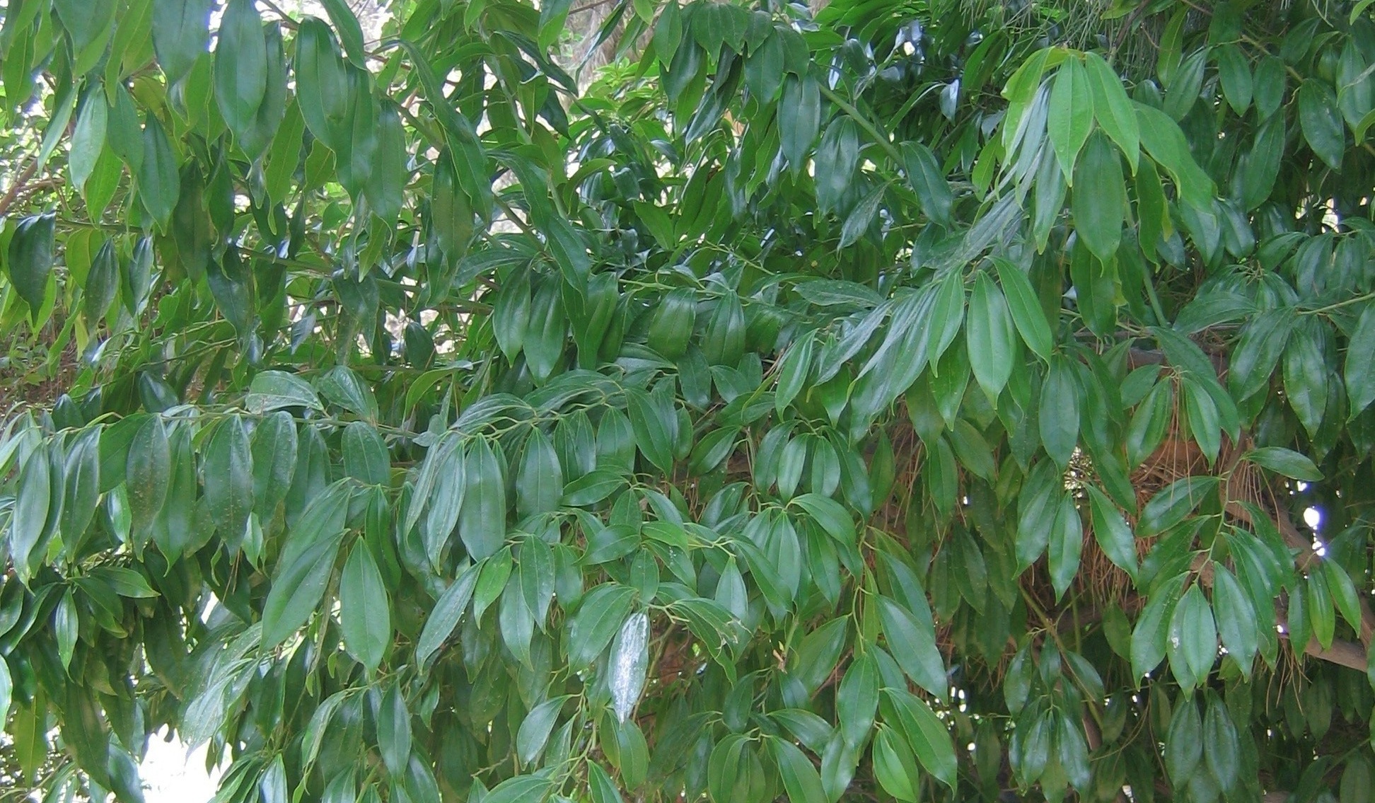 Cocculus laurifolius