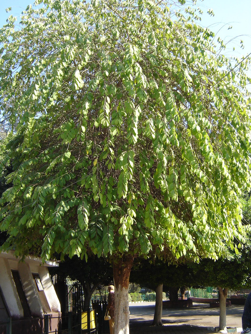 Wrightia arborea