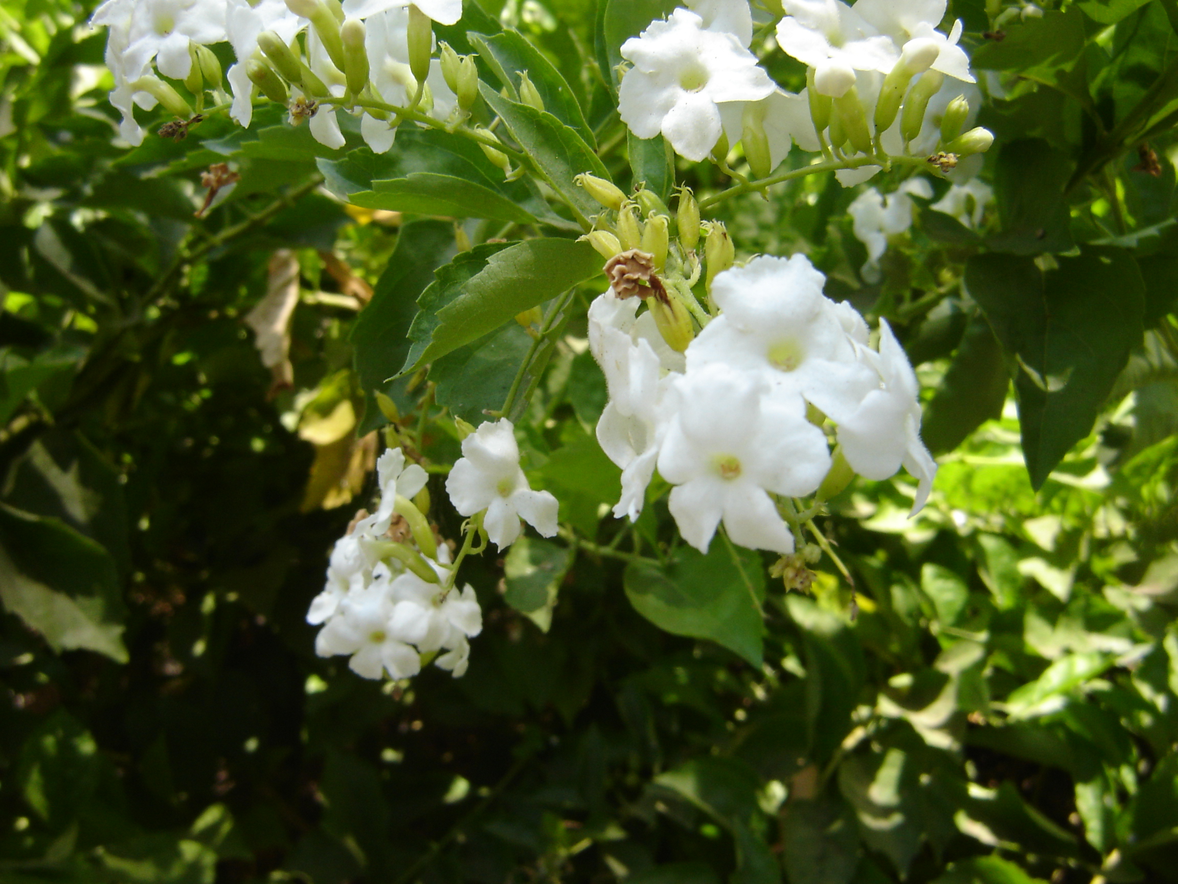 Duranta erecta