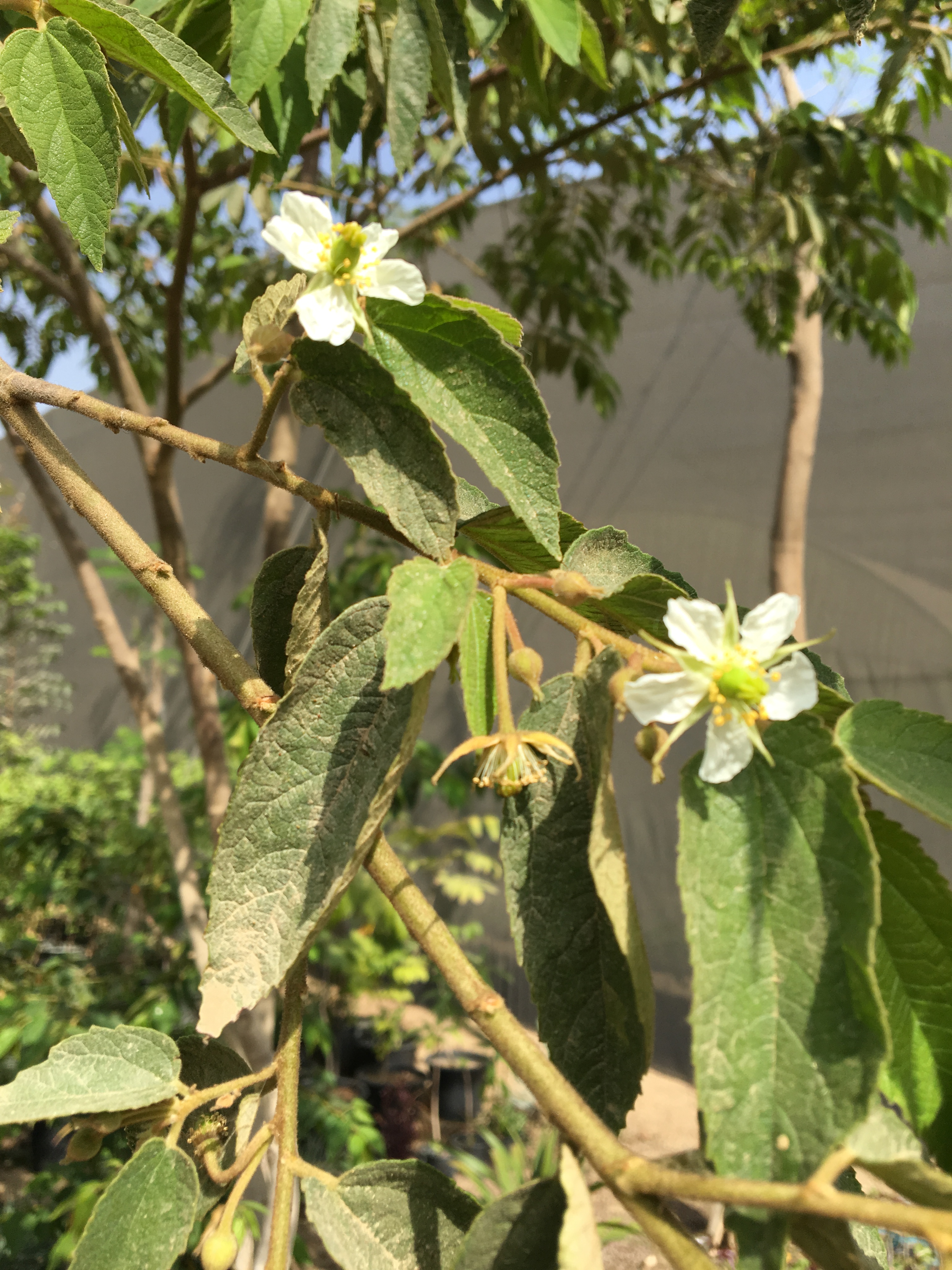 muntingia calabura