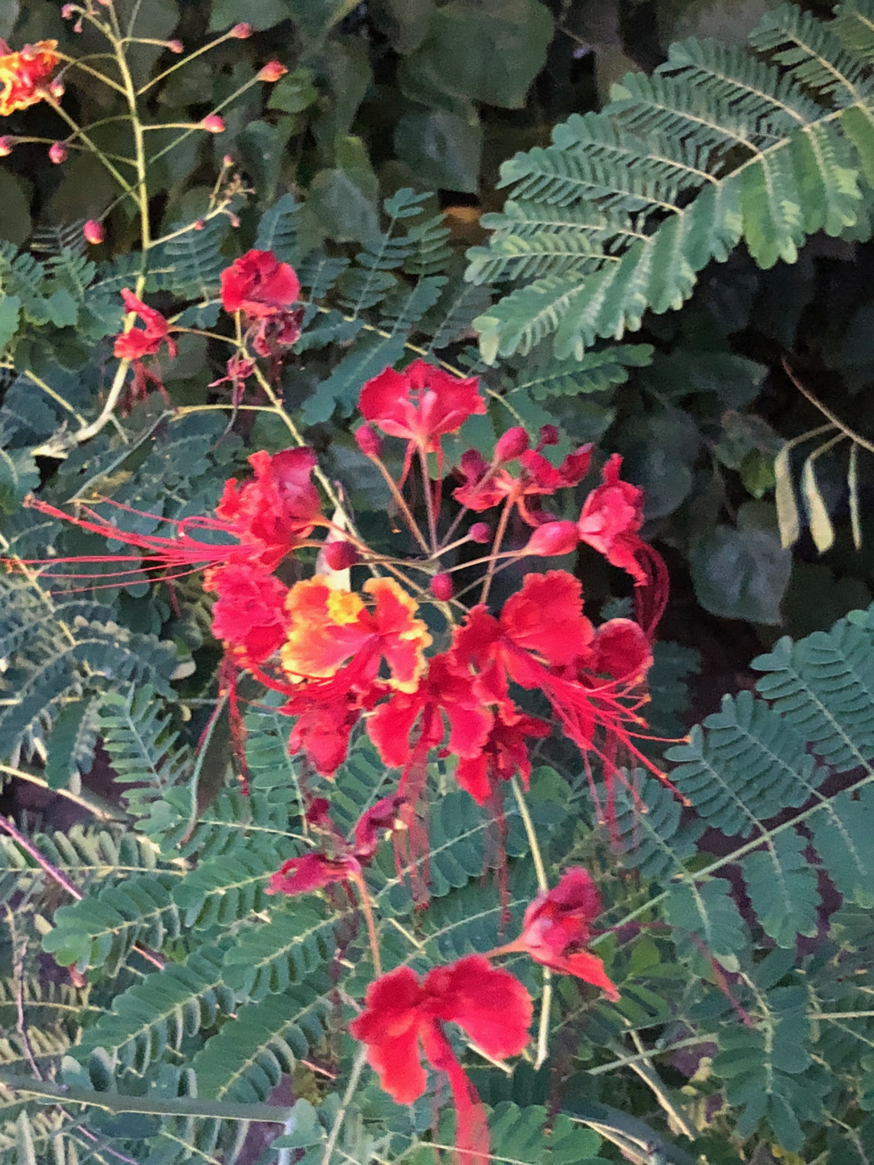 Caesalpinia pulcherrima