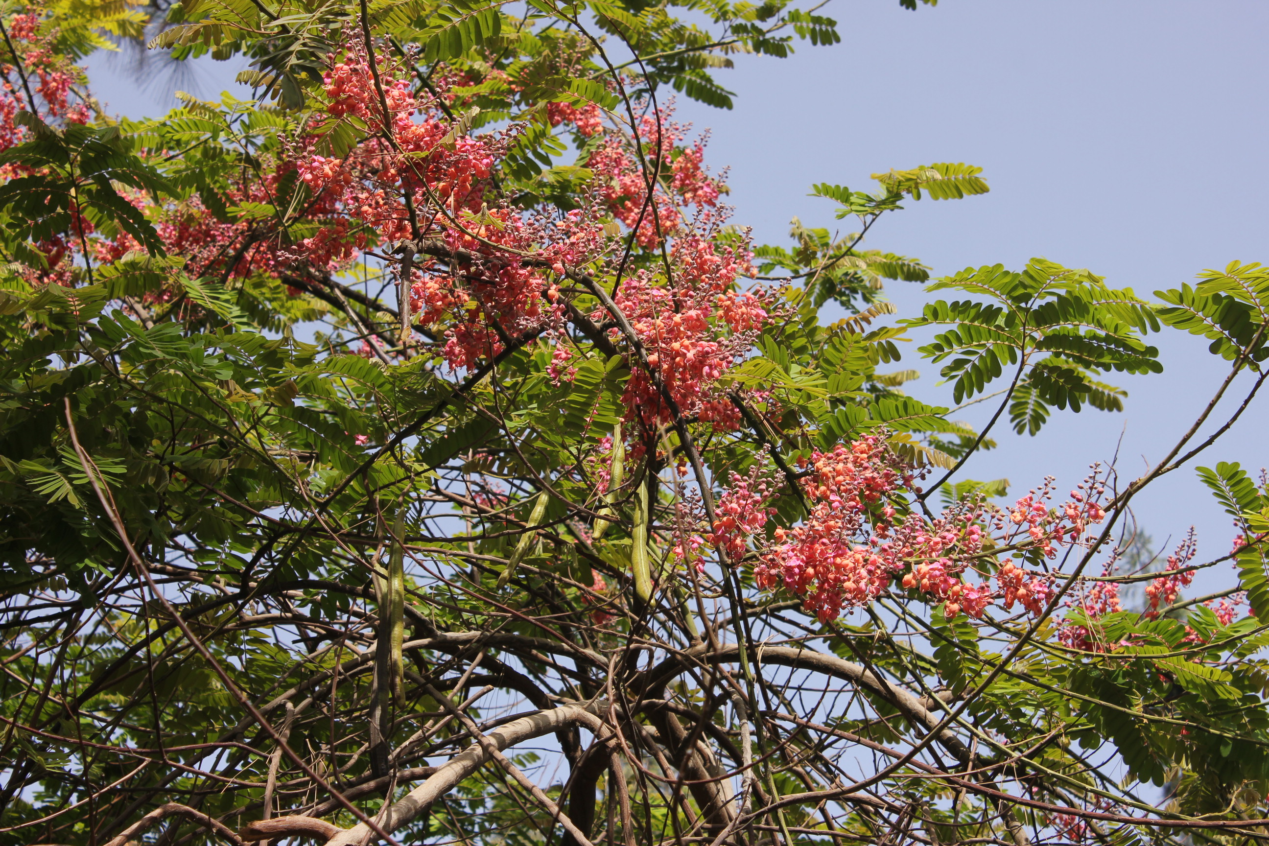 Cassia roxburghii