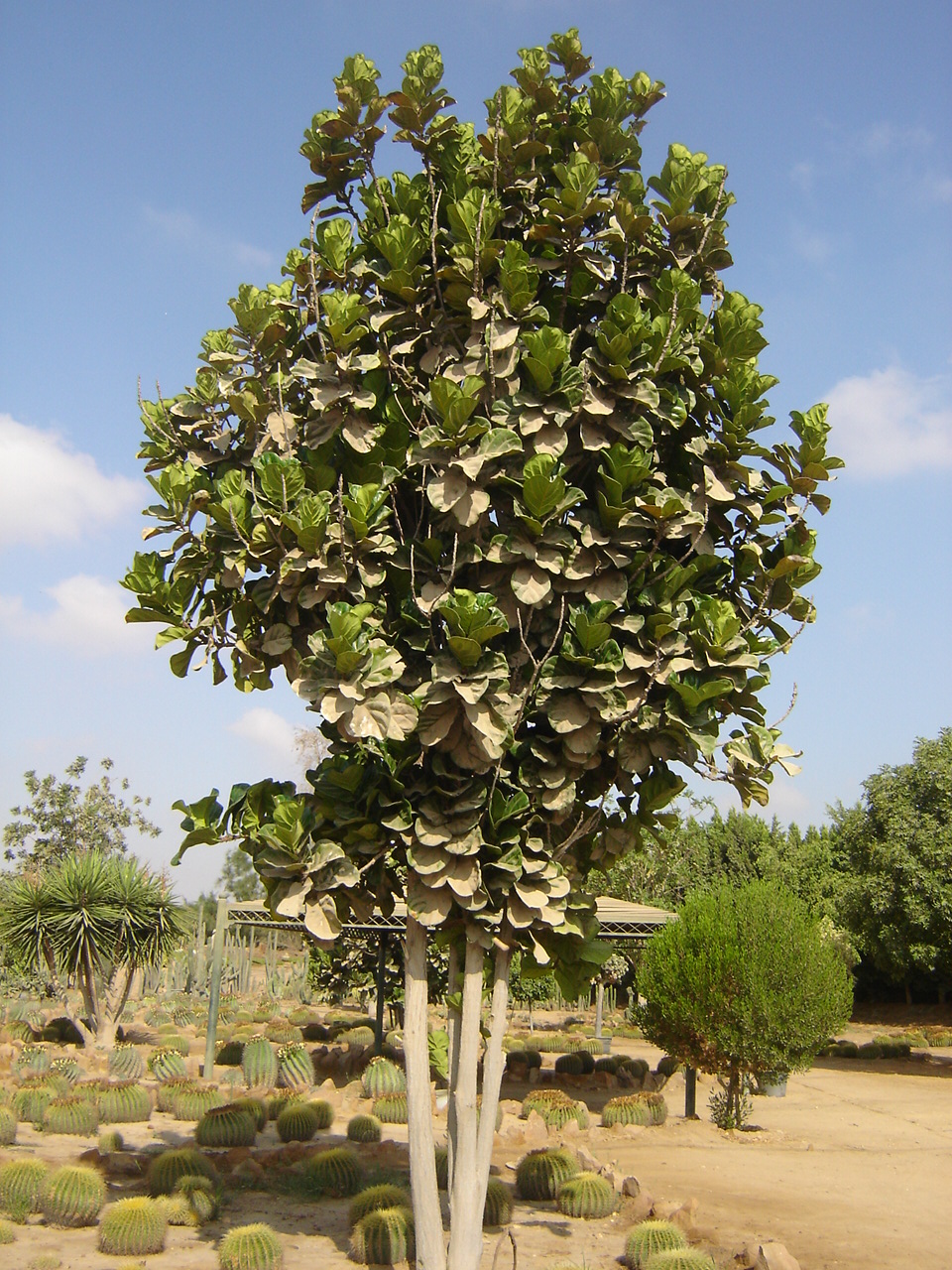 Ficus lyrata