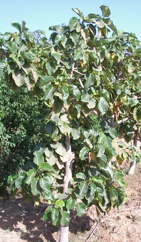 Ficus platyphylla