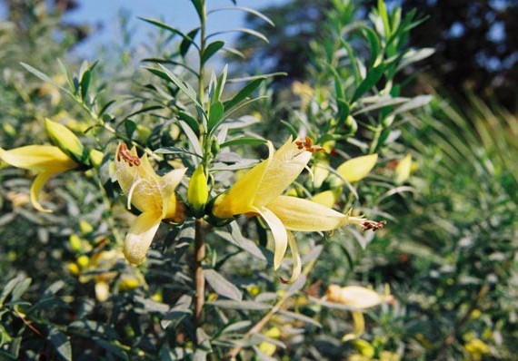 Eremophila maculata