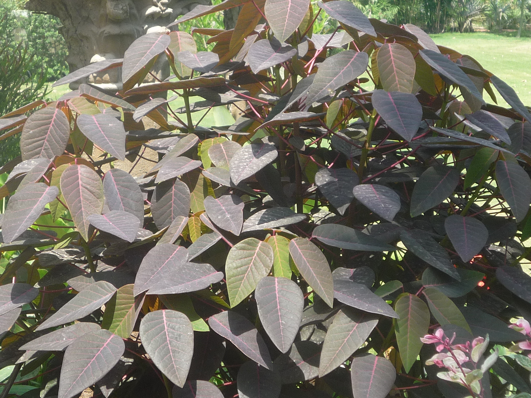 Euphorbia cotinifolia