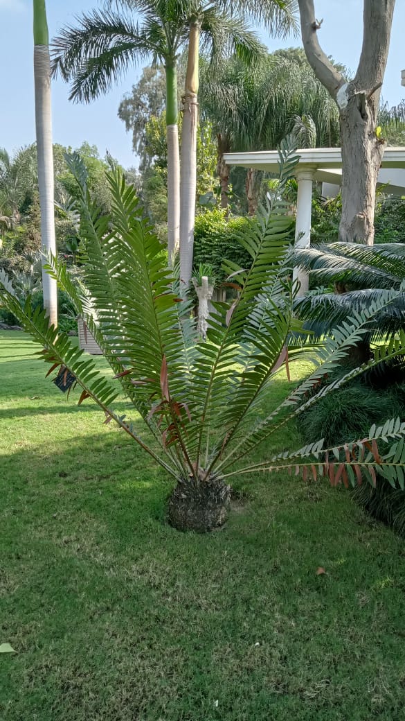 Encephalartos villosus