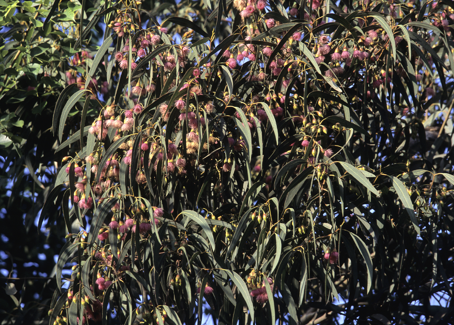 Eucalyptus leucoxylon