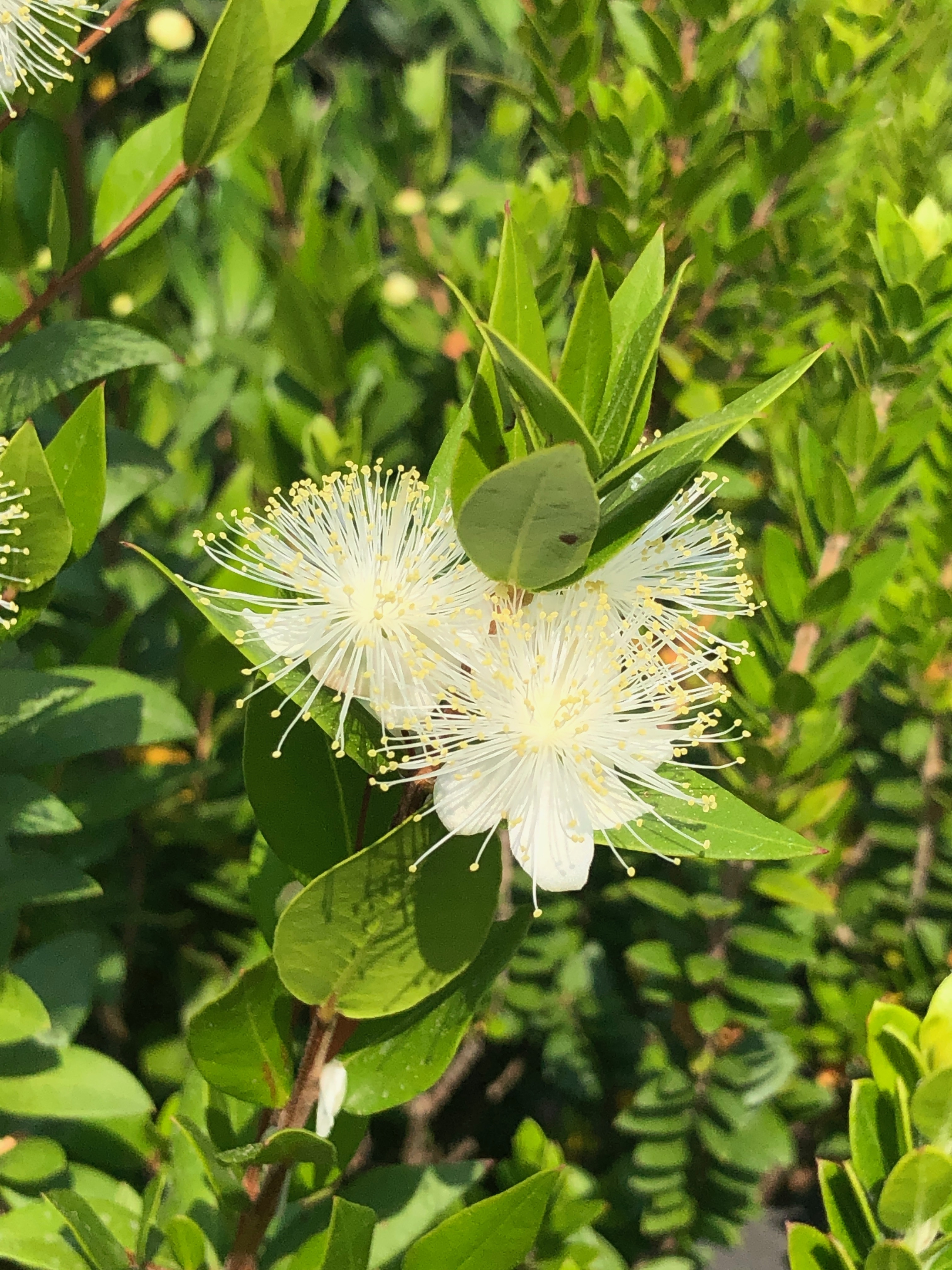 Myrtus communis