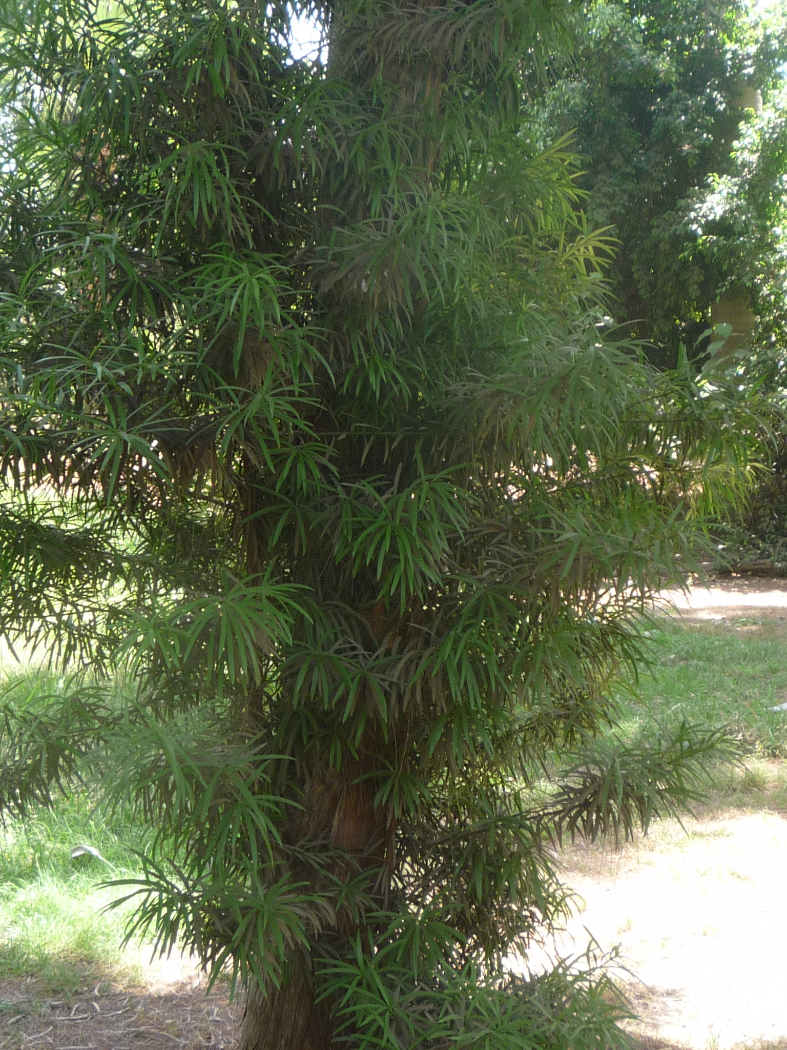 Podocarpus macrophyllus