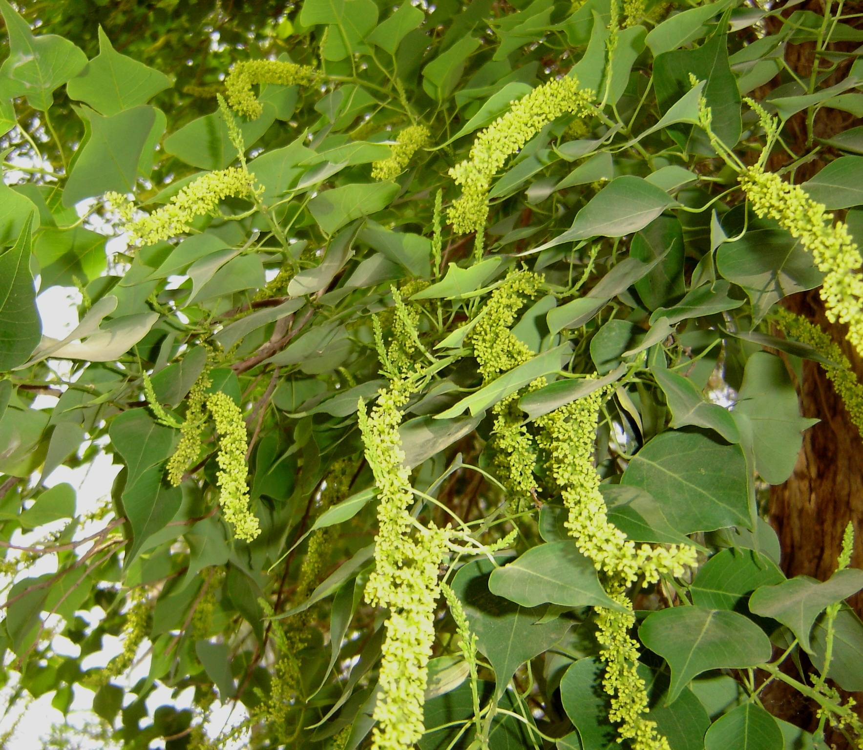 Triadica sebifera