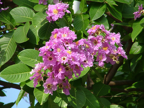 Lagerstroemia speciosa