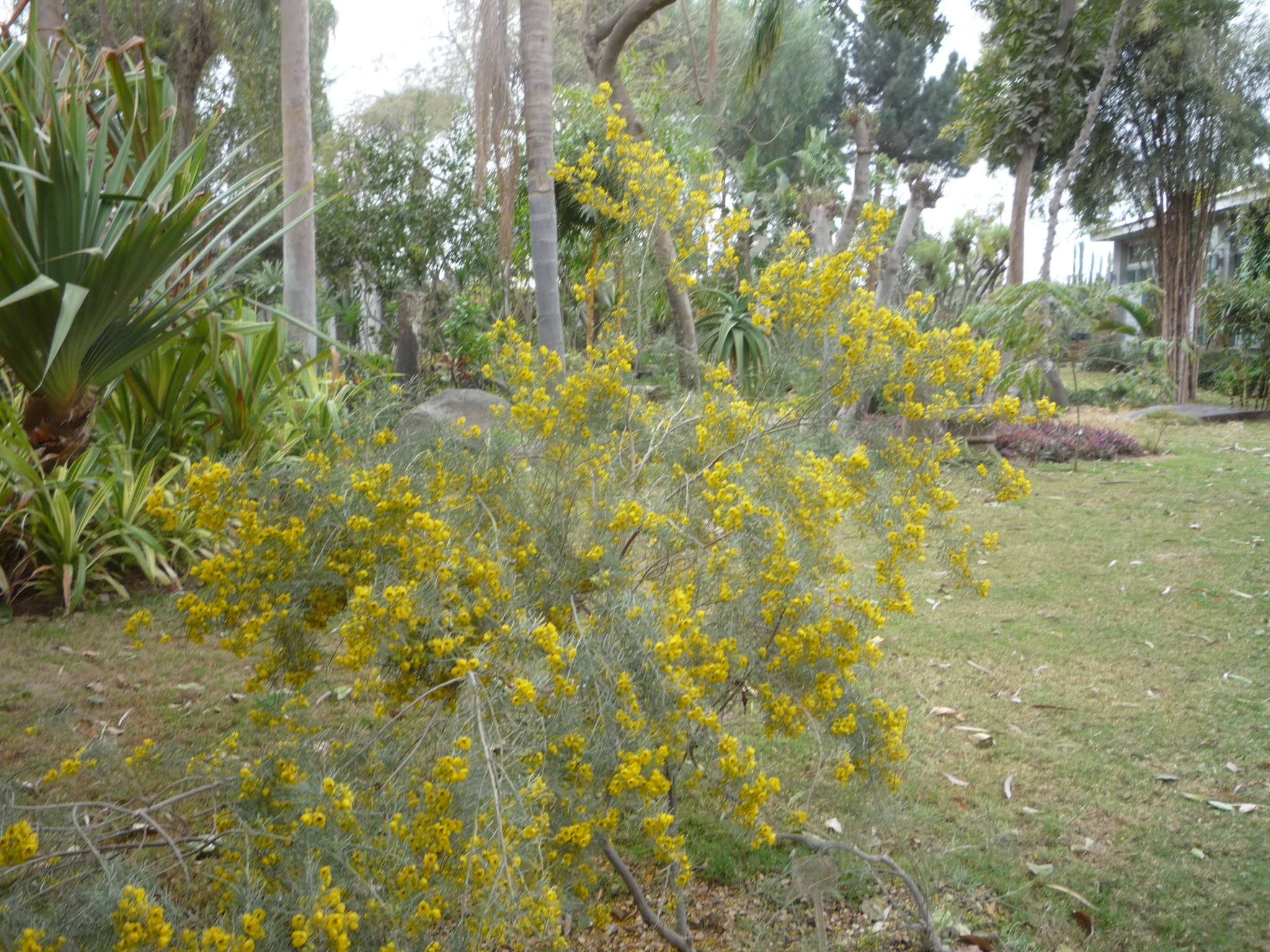 Senna artemisioides