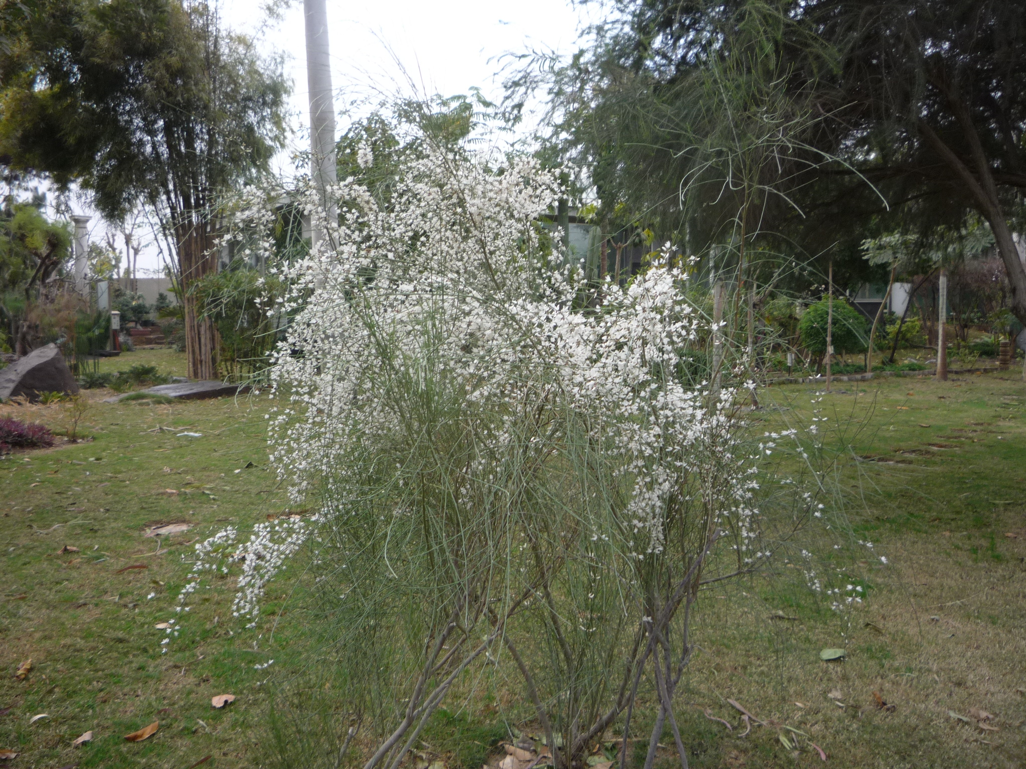 Retama monosperma