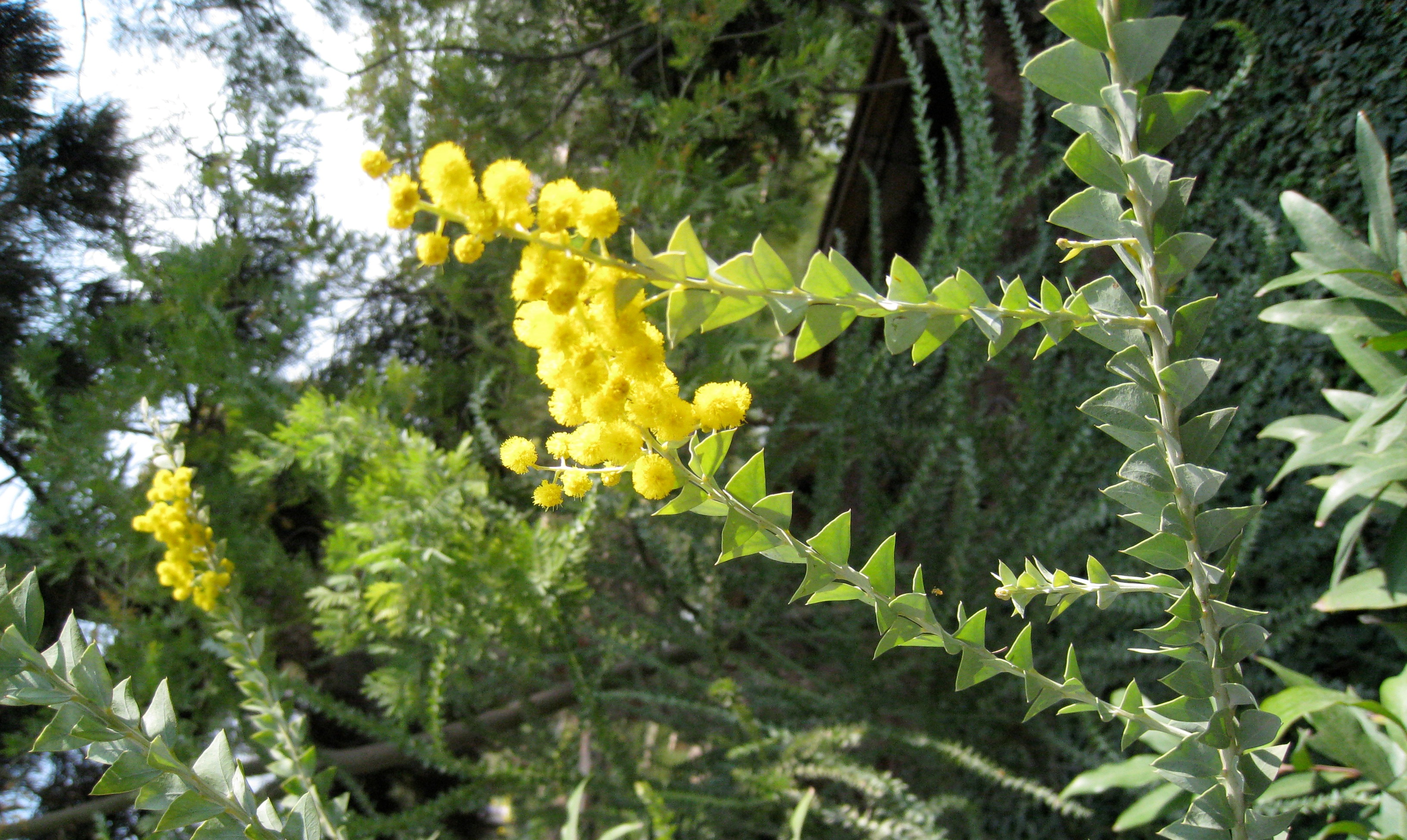 Acacia cultriformis