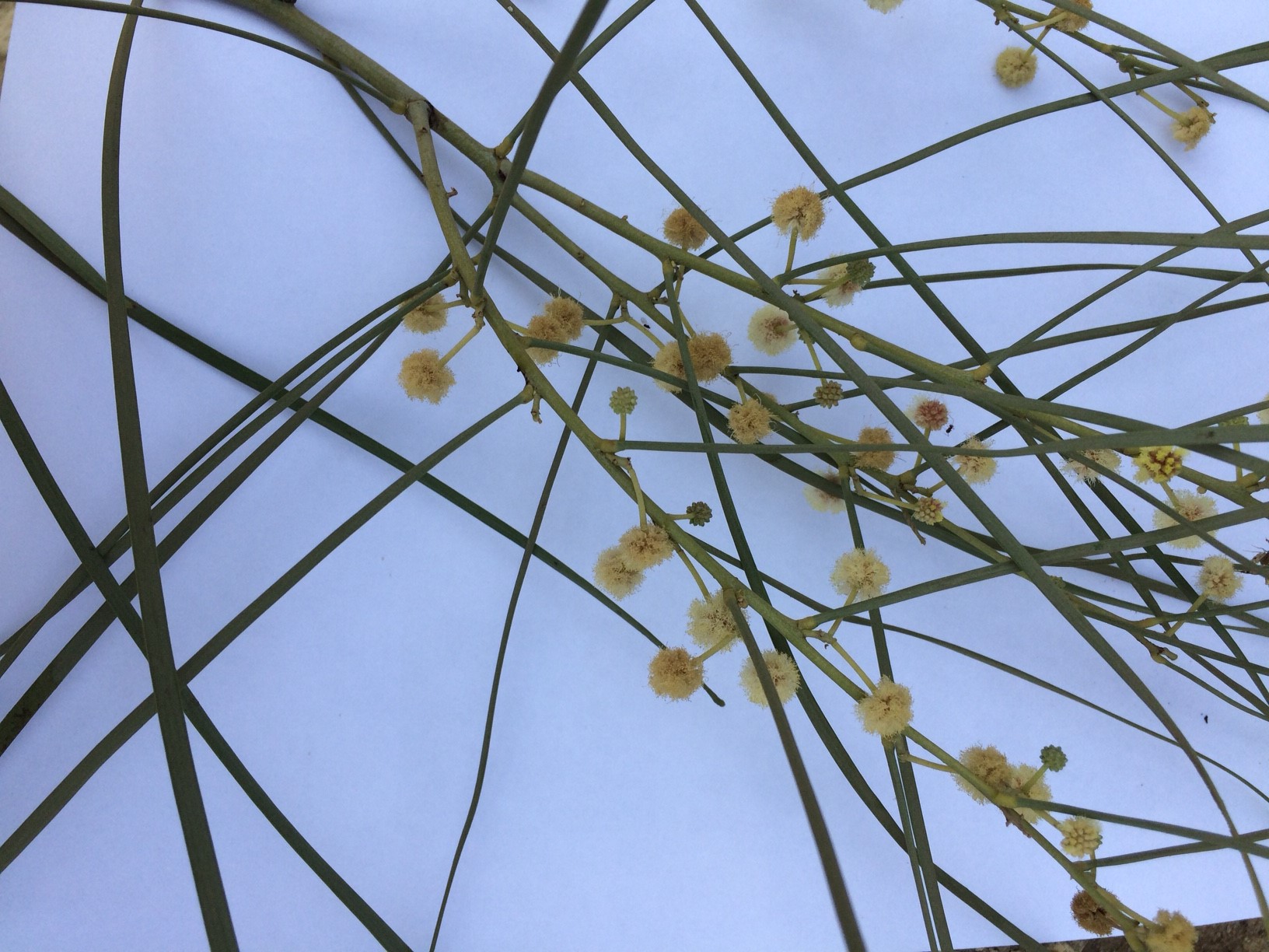 Acacia stenophylla