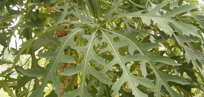 cussonia paniculata