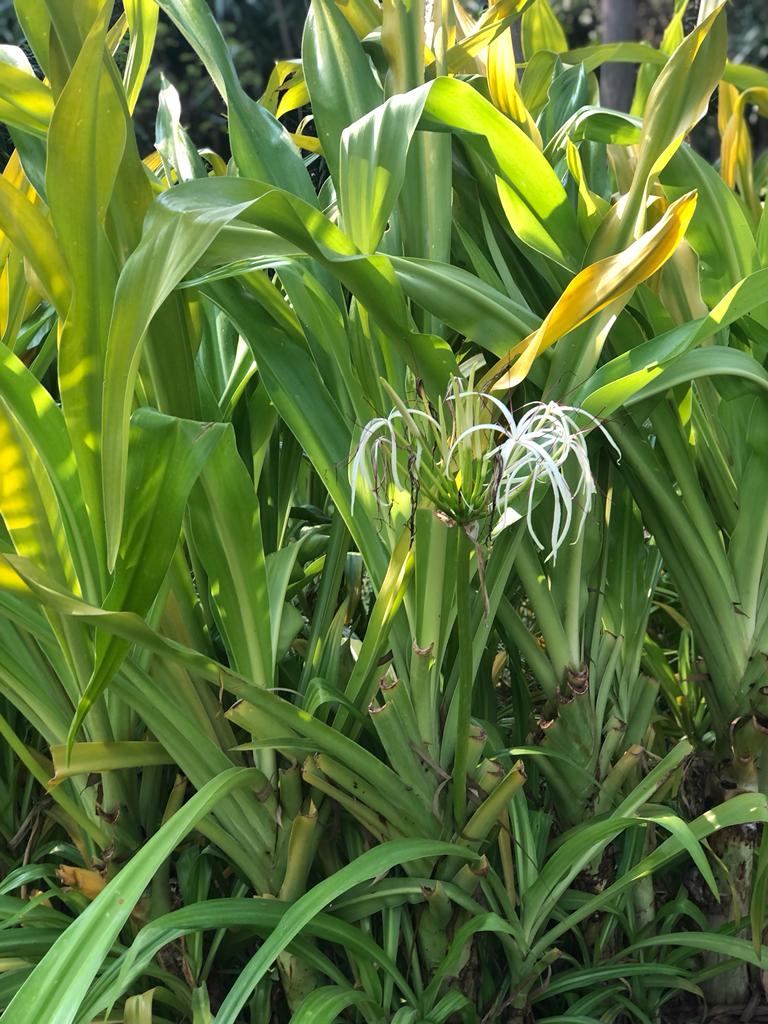 crinum xanthophyllum