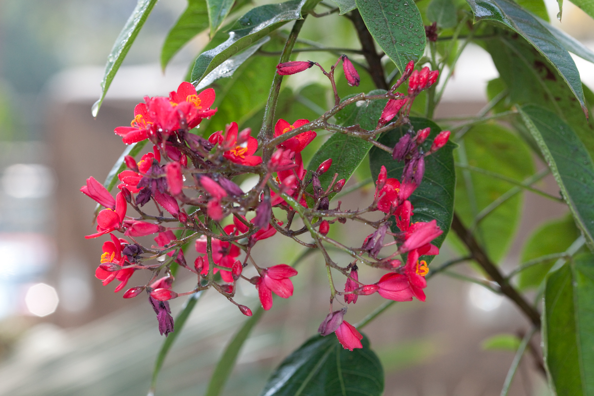 Jatropha integerrima