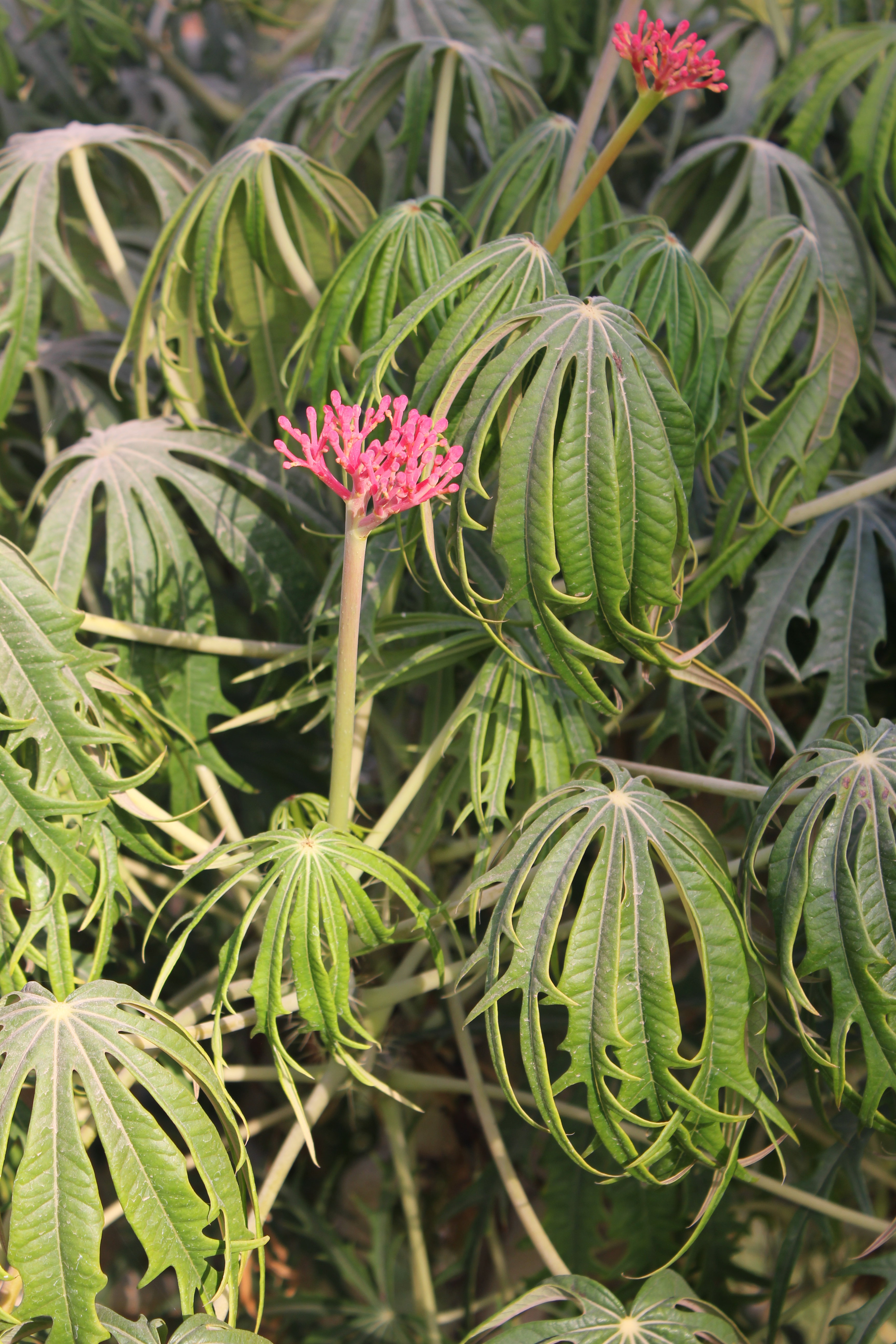 Jatropha multifida