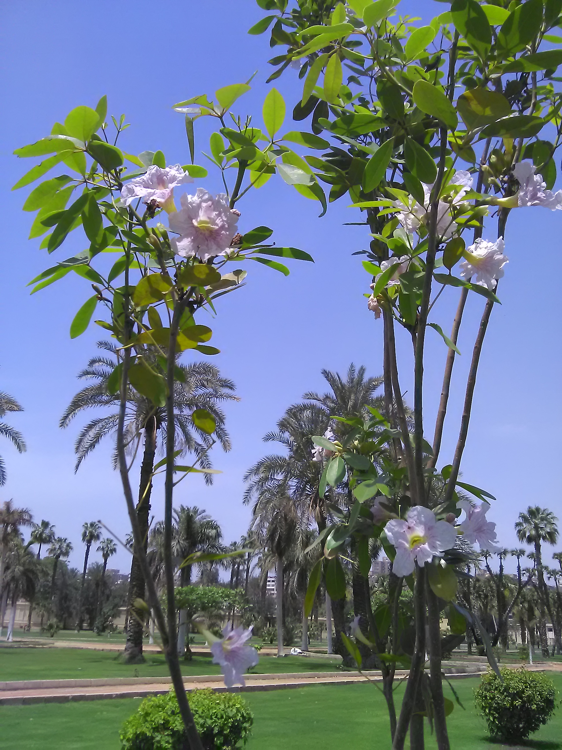 Tabebuia pallida