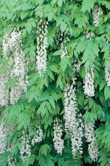 Wisteria sinensis