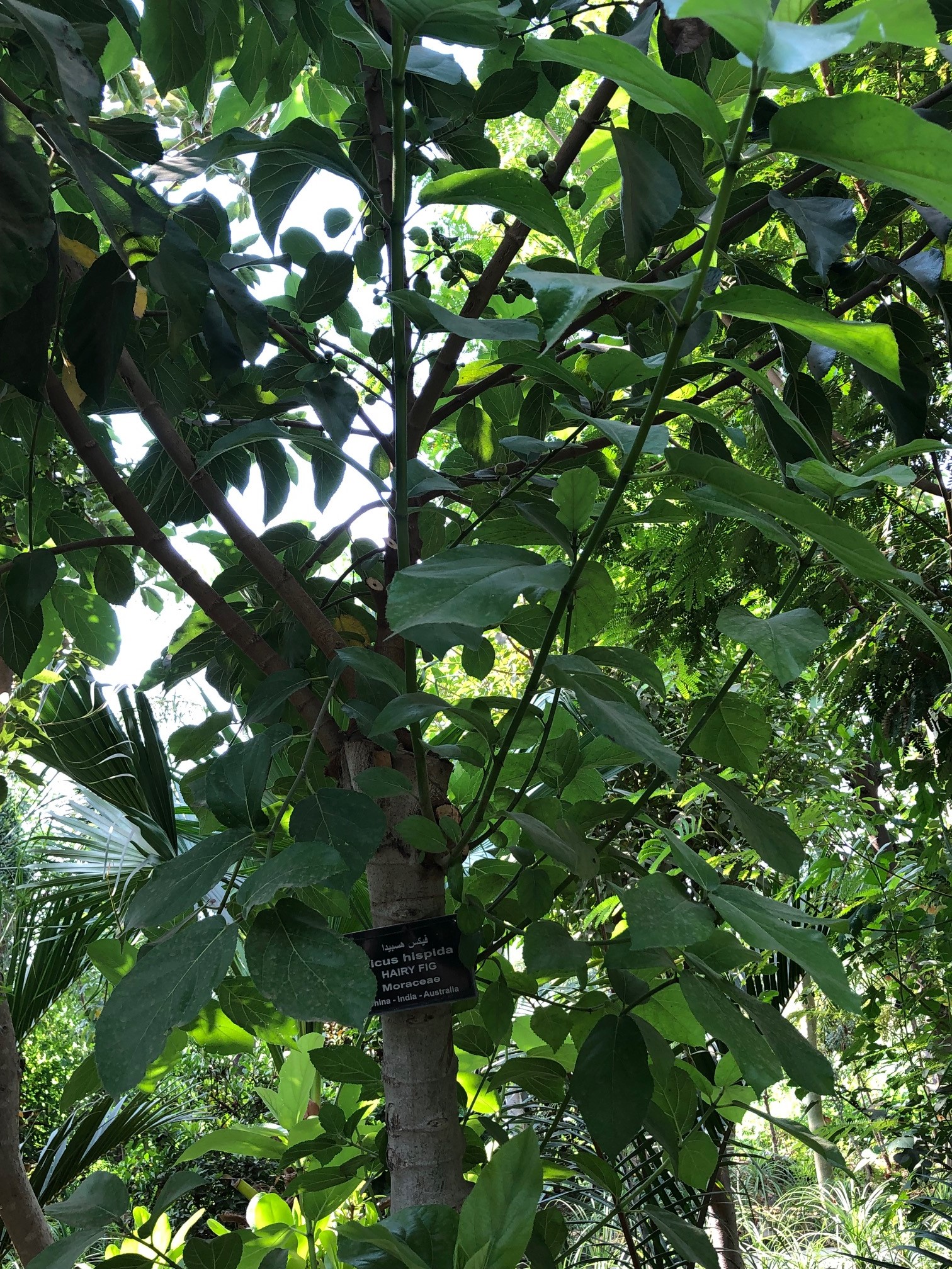 Ficus hispida