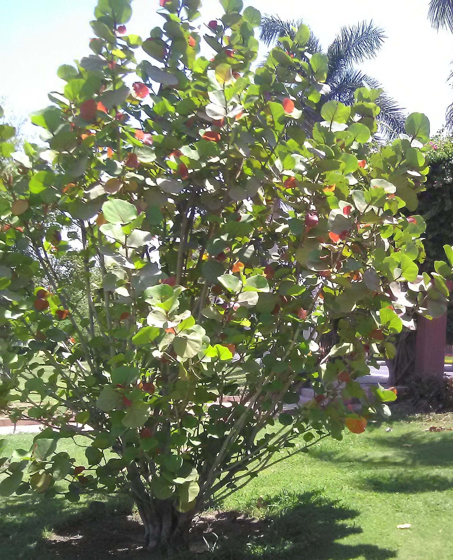 coccoloba uvifera