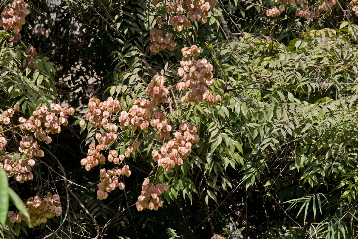 Koelreuteria elegans