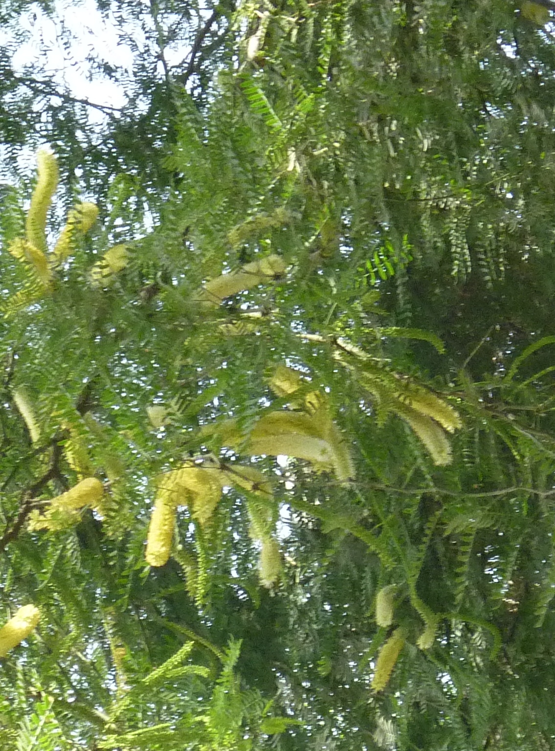 Prosopis juliflora