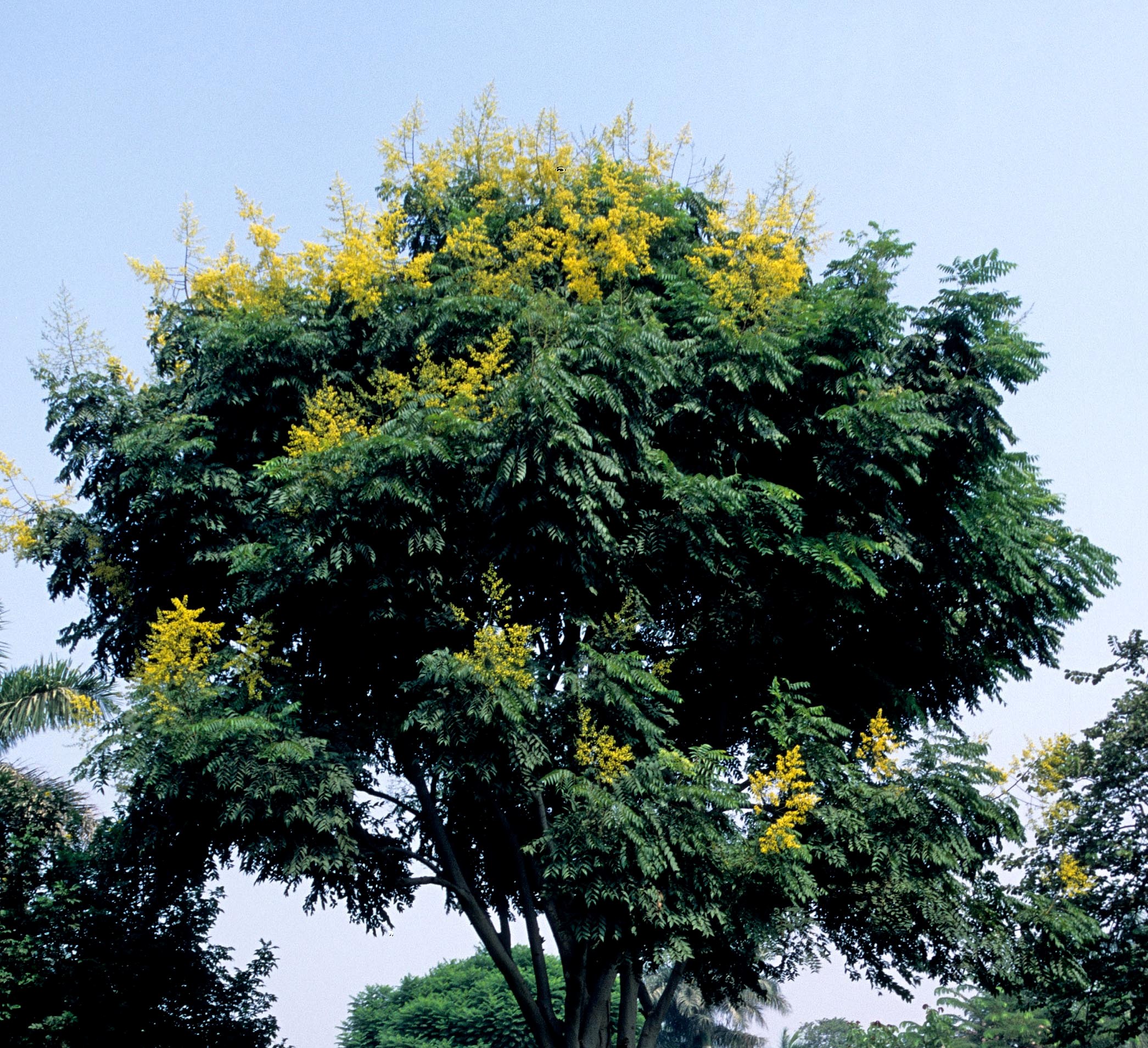 Senna spectabilis