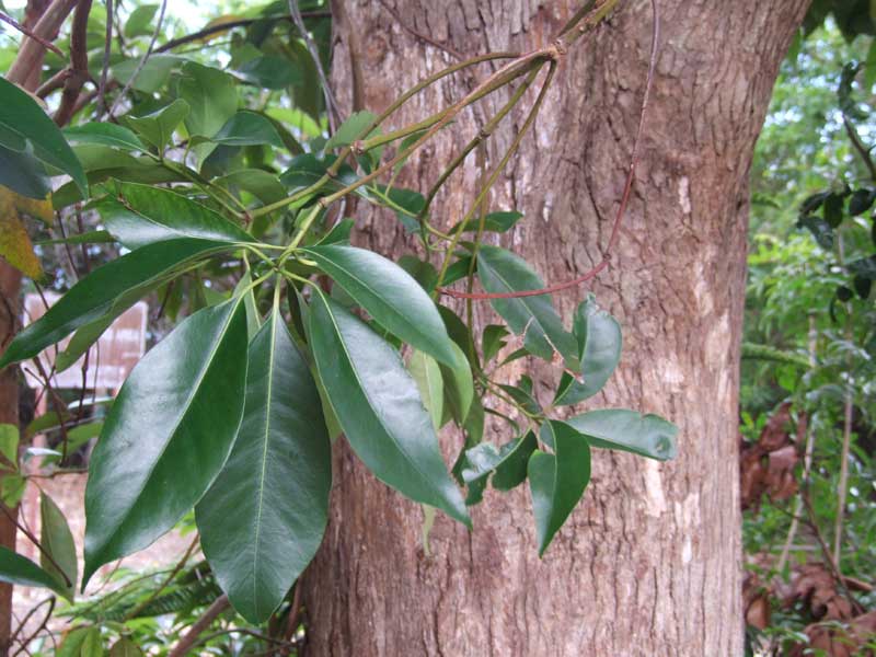 lophostemon confertus