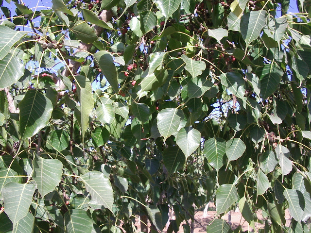 Ficus religiosa