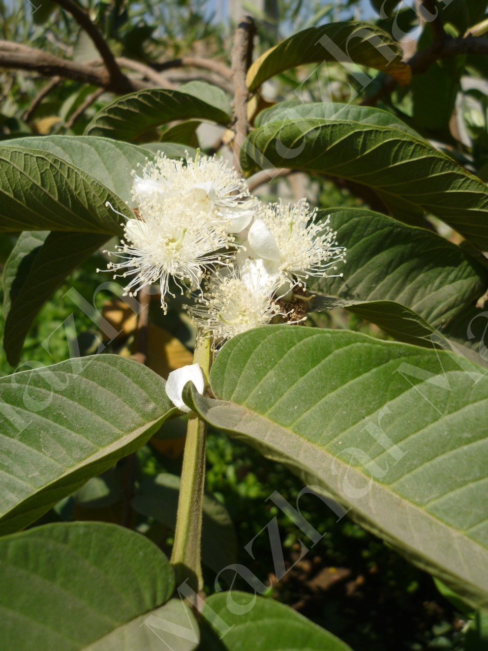 Psidium guajava