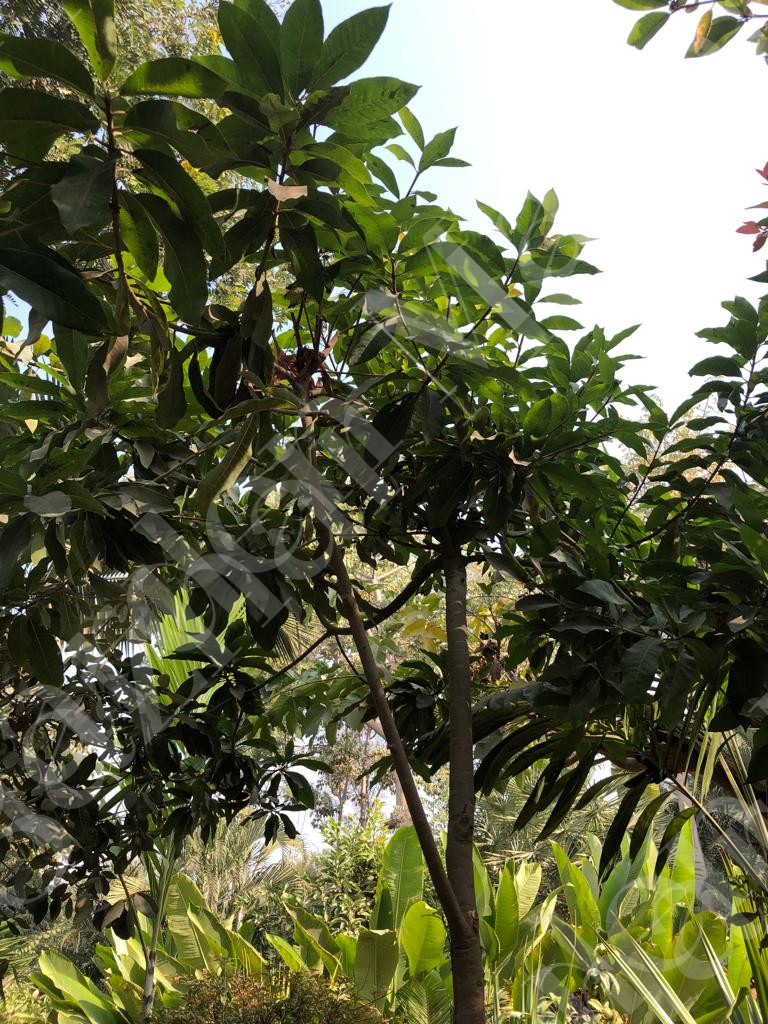 Annona reticulata