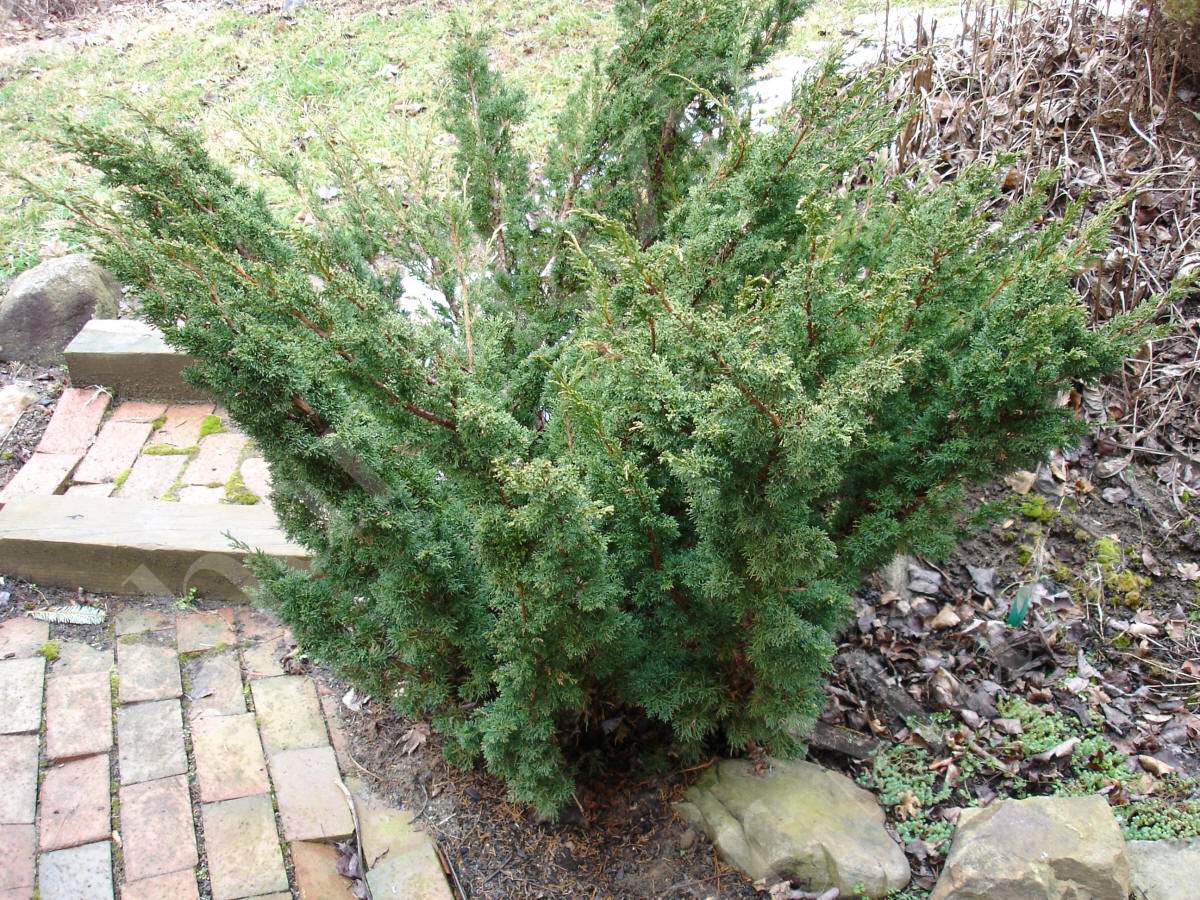 Juniperus horizontalis