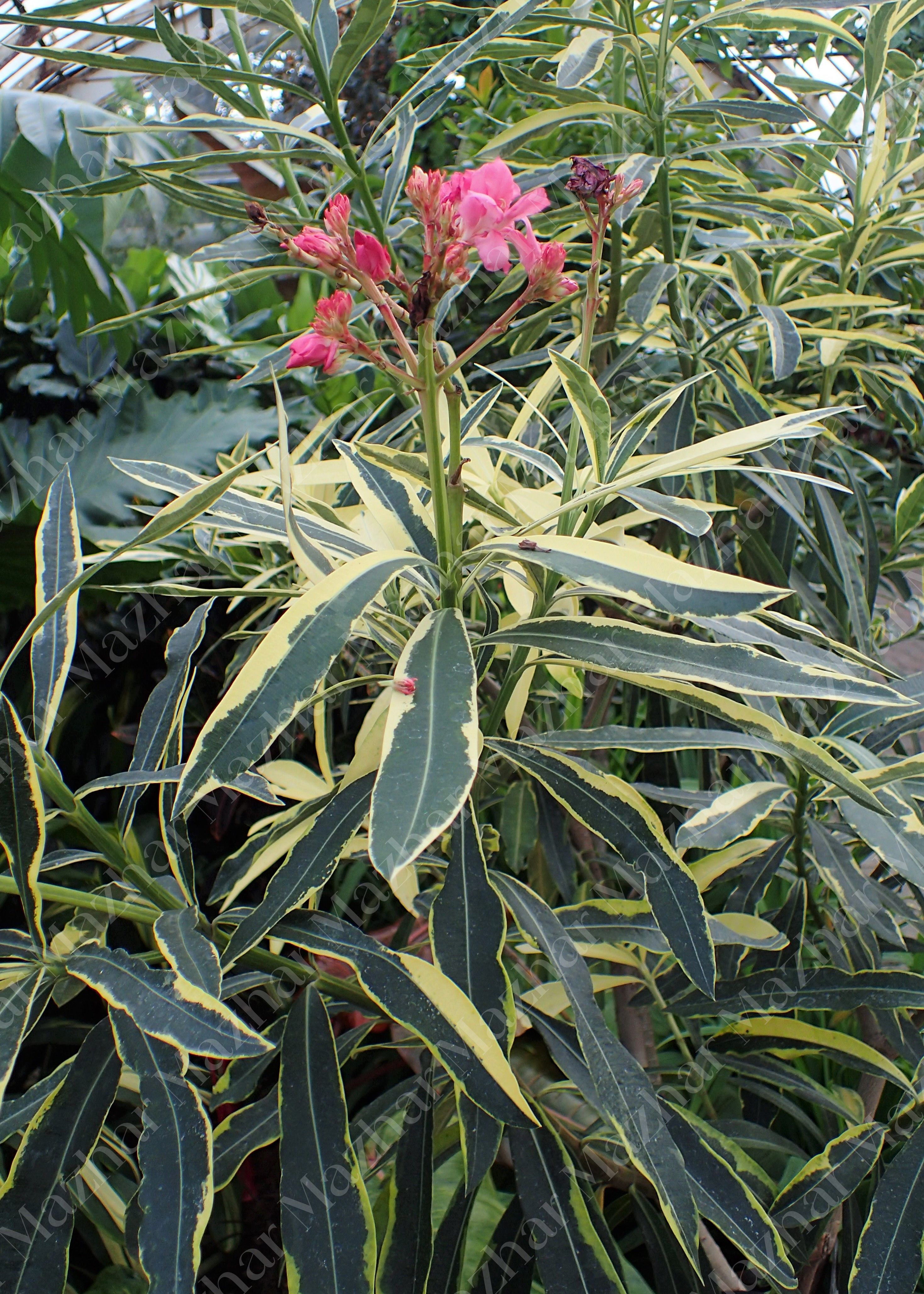 Nerium oleander