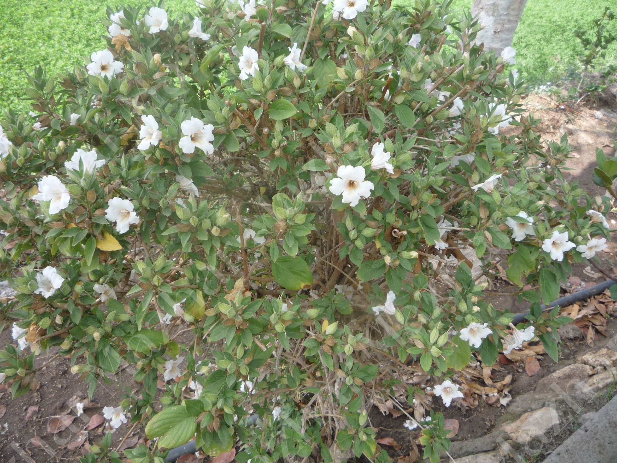 Barleria cristata