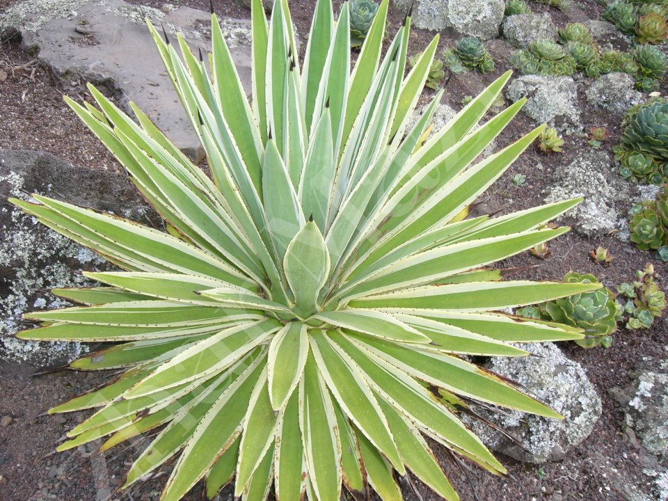 Agave angustifolia