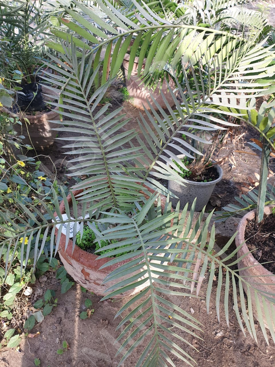 Encephalartos lebomboensis