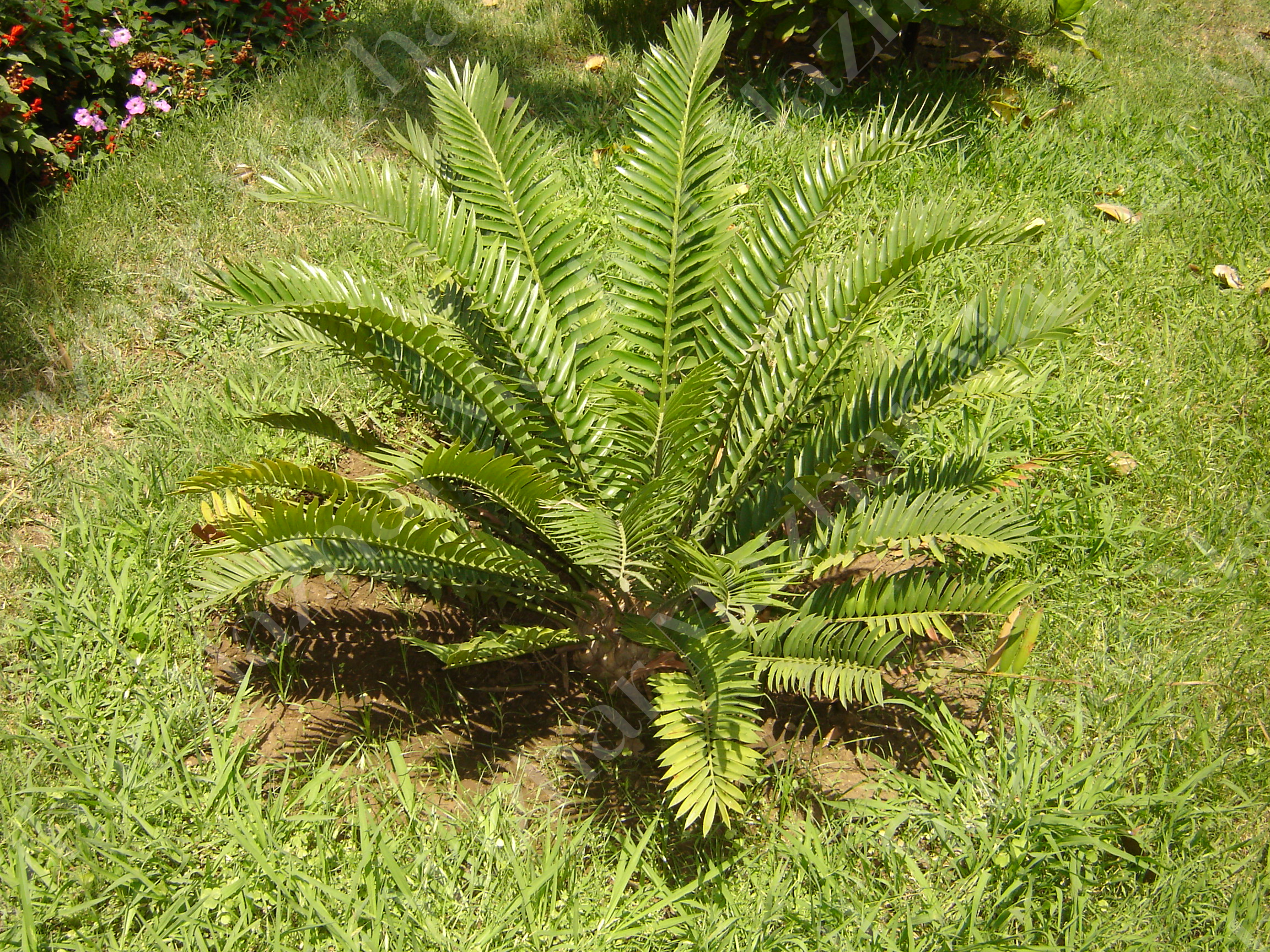 Encephalartos natalensis