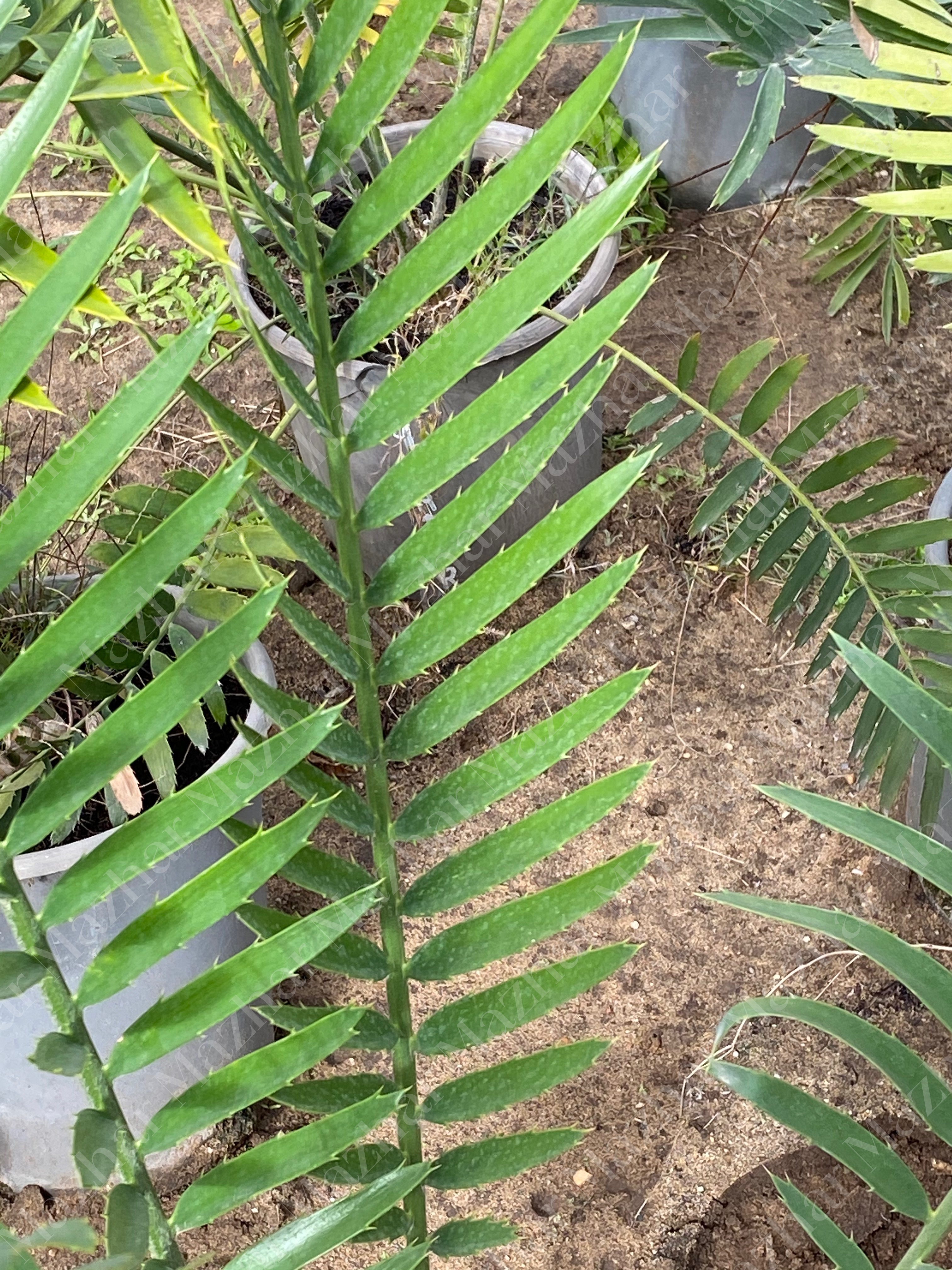 Encephalartos equatorialis