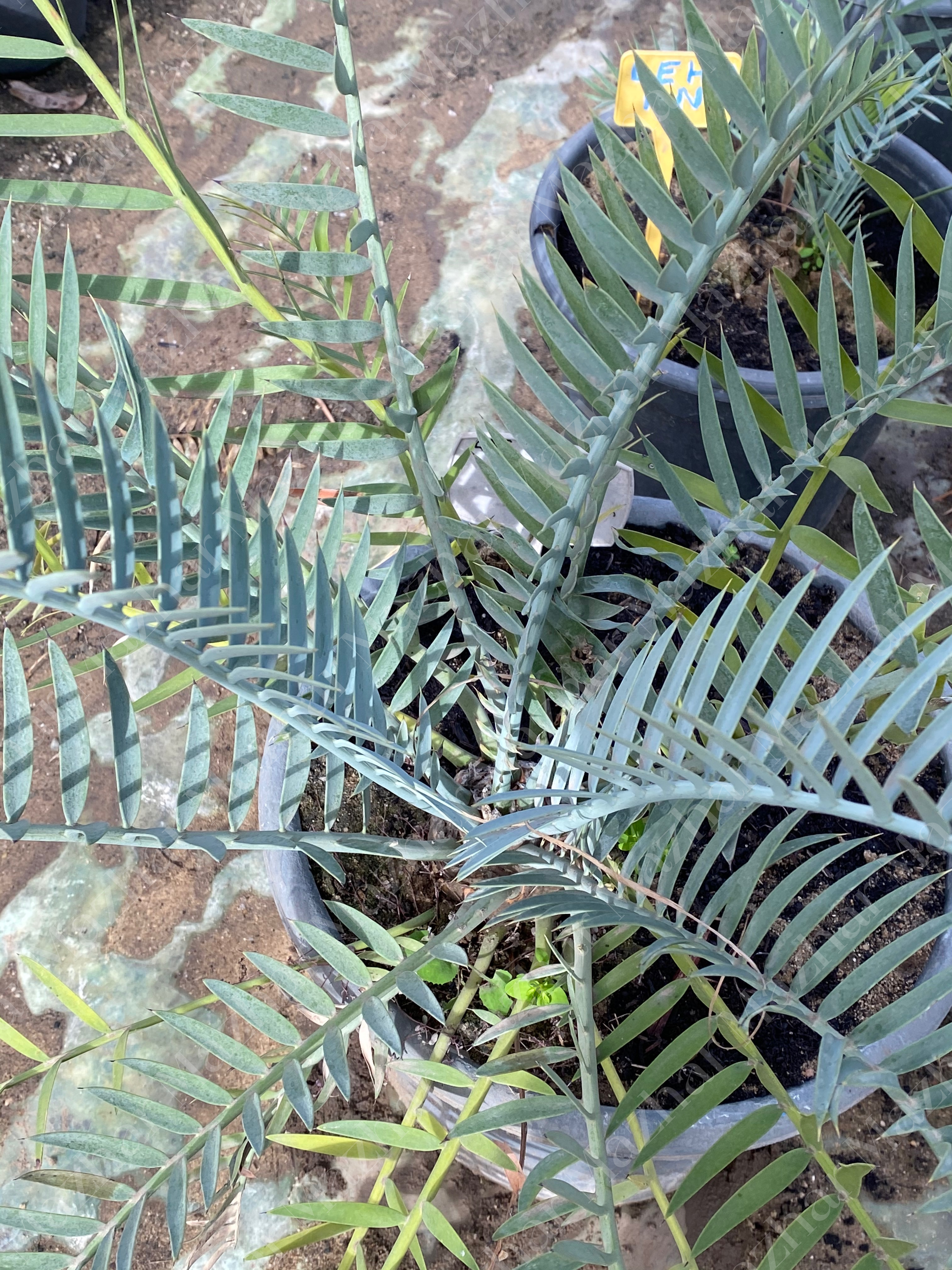 Encephalartos lehmannii