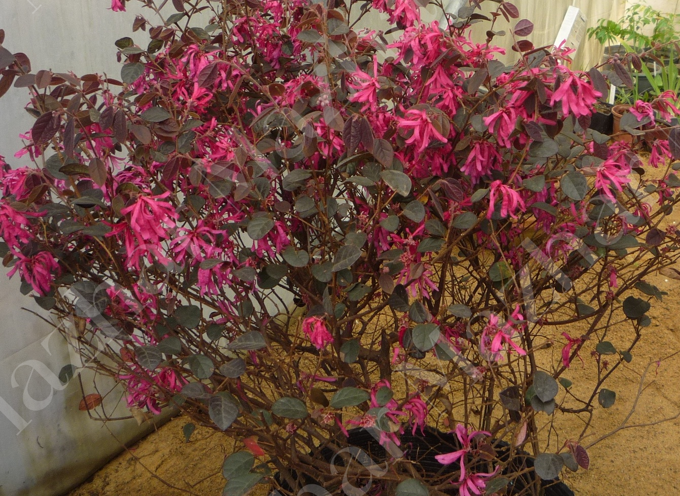 Loropetalum chinense