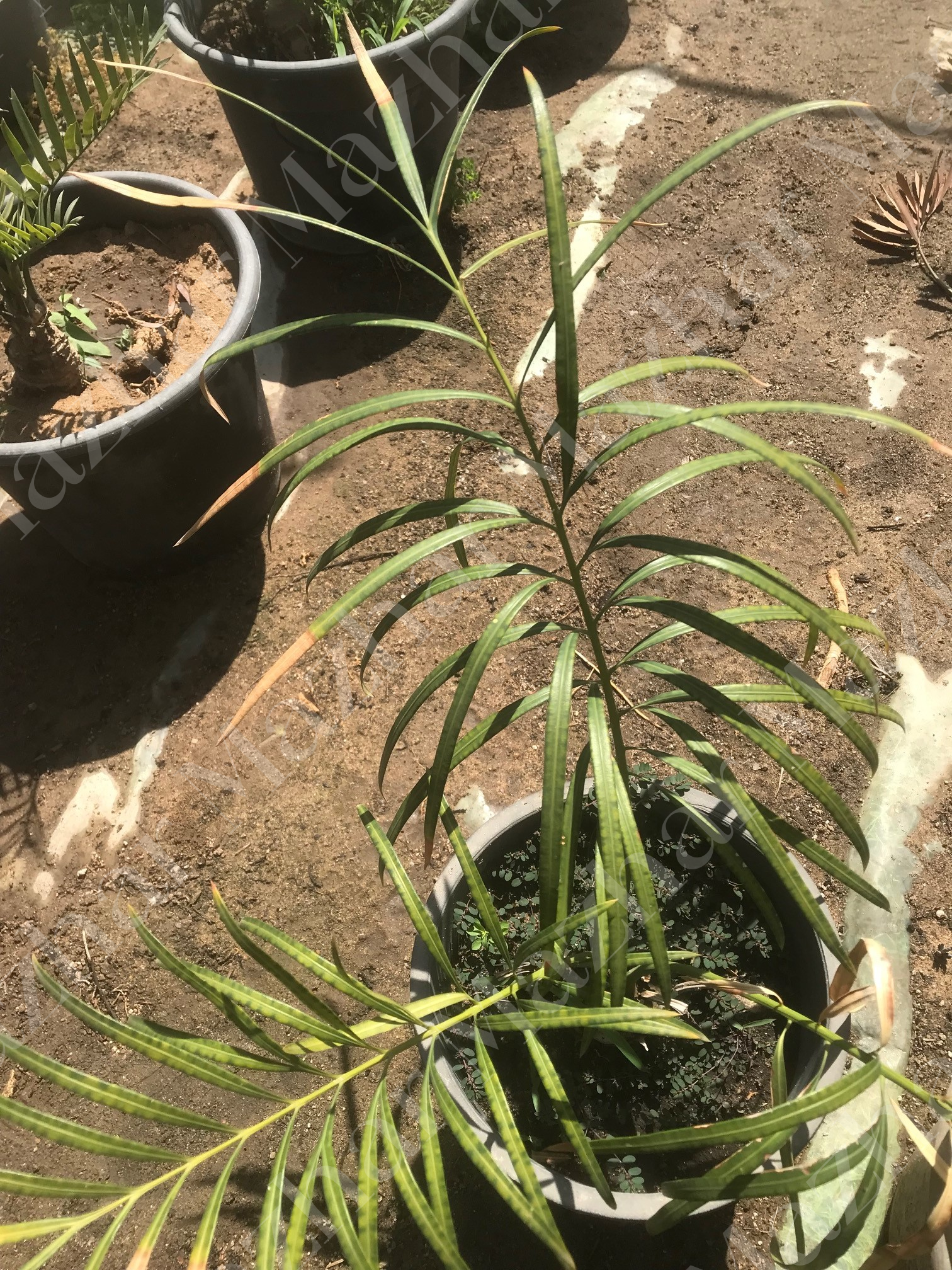 Cycas debaonsis